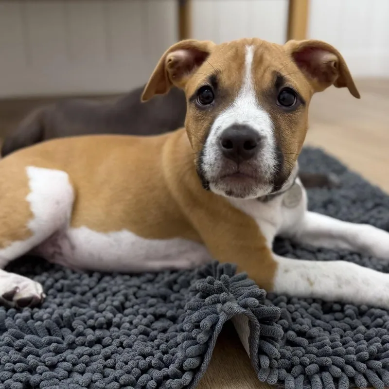 A baby small-sized male Brown / Chocolate Hound dog named Hams for adoption in Chesapeake, VA