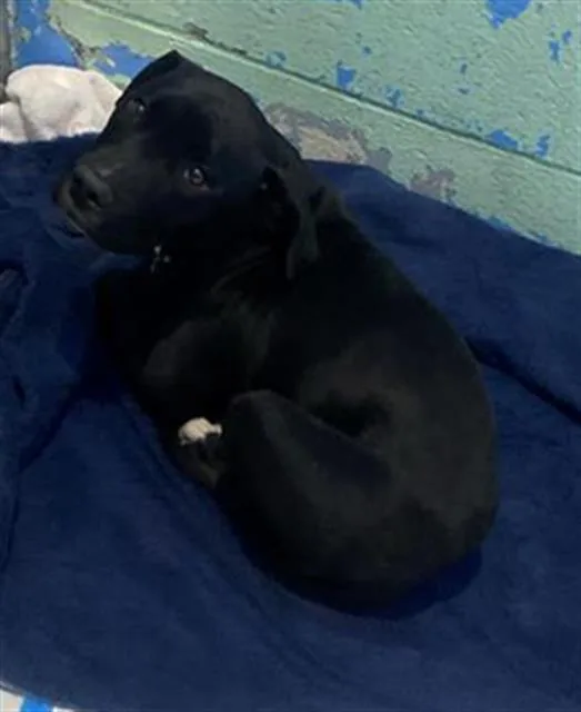 A young large-sized male Pit Bull Terrier dog named Pupper for adoption in Sacramento, CA