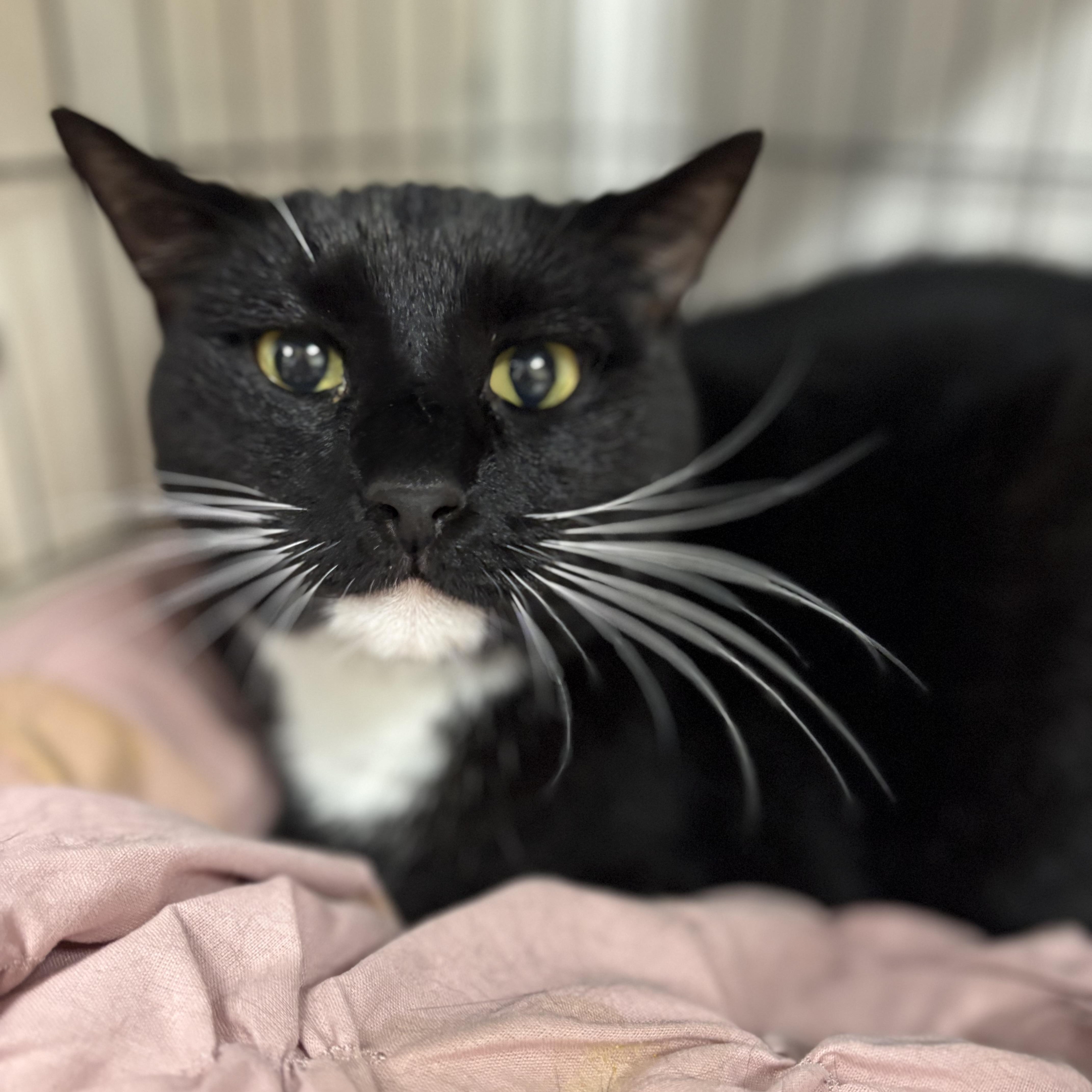 A senior large-sized male Black & White / Tuxedo Domestic Short Hair cat named Bubba for adoption in Youngstown, OH