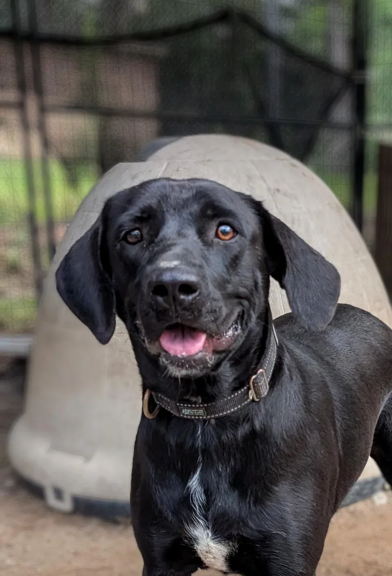 An adult large-sized female Black Labrador Retriever dog named Angie for adoption in Coldspring, TX