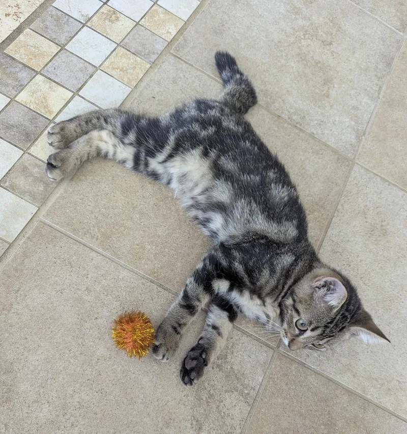 A baby medium-sized male Domestic Medium Hair cat named Obsidian for adoption in Liverpool, TX