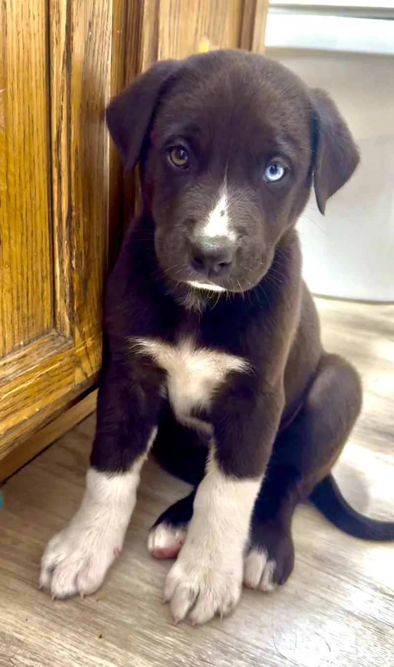 A baby large-sized male Black Labrador Retriever dog named Boots for adoption in Van Nuys, CA