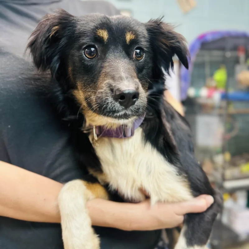 A baby medium-sized female Tricolor (Brown, Black, & White) Australian Shepherd dog named Olive for adoption in Cedarburg, WI