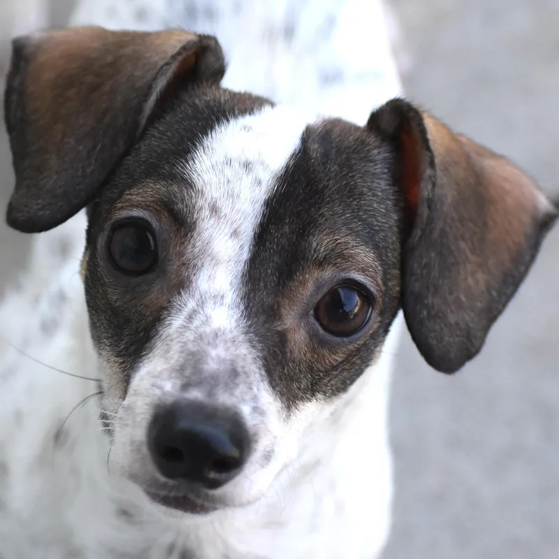 A baby small-sized female Chihuahua dog named Rodeita for adoption in Auburn, NE