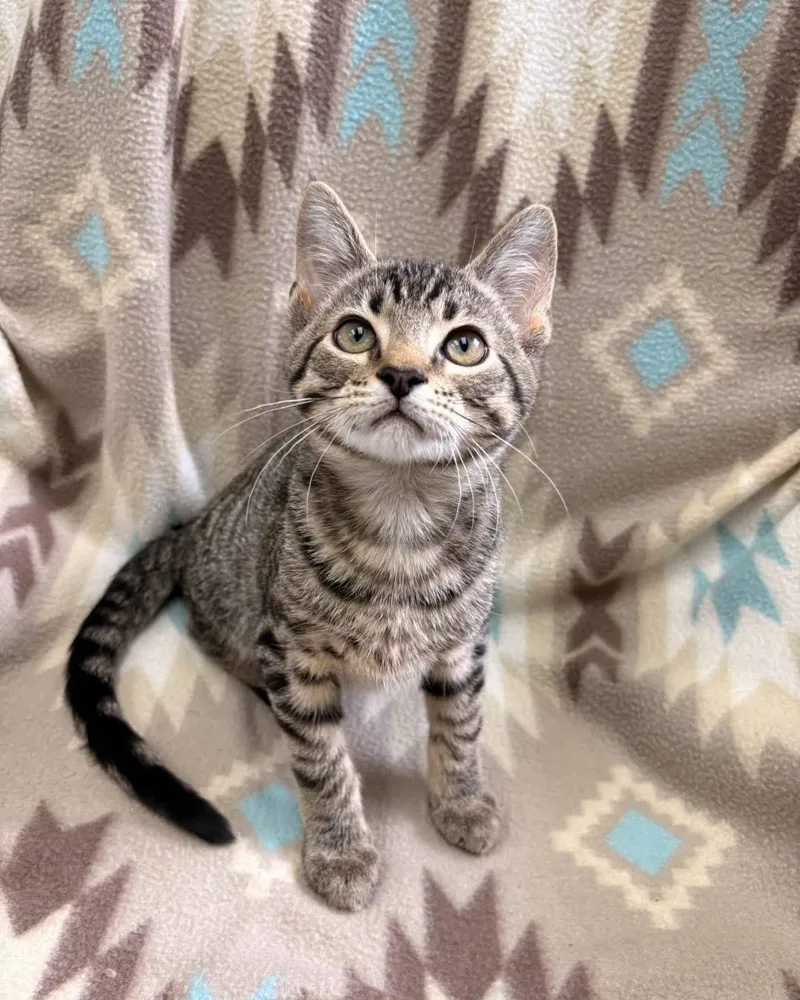 A baby medium-sized male Tabby (Brown / Chocolate) Domestic Short Hair cat named Chipmunk for adoption in White Oak, PA