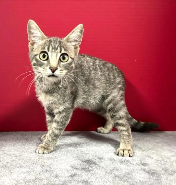 A baby medium-sized male Gray / Blue / Silver Domestic Short Hair cat named Dorian for adoption in Hawk Point, MO