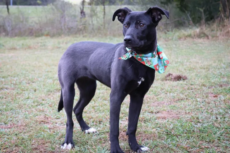 A young medium-sized female Mixed Breed dog named Louise for adoption in Columbia, TN