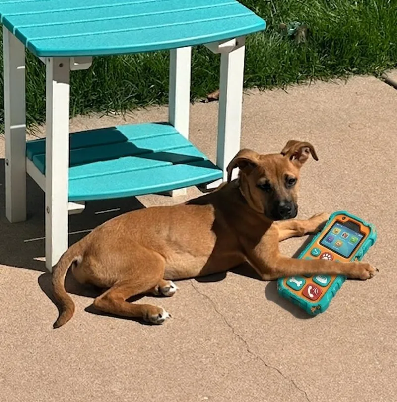 A baby medium-sized female Shepherd dog named Dot for adoption in North Prairie, WI