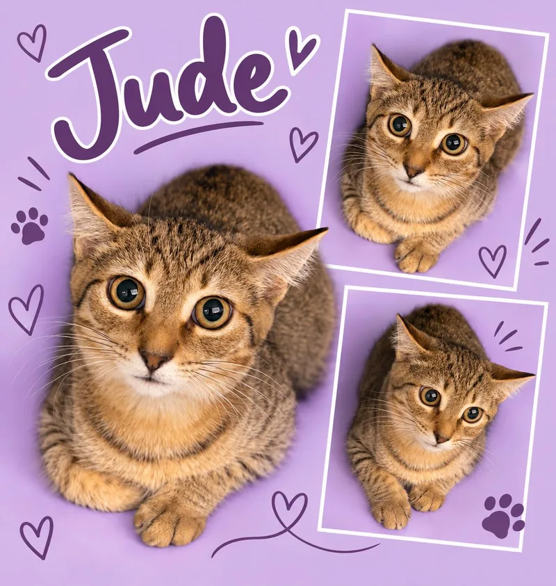 A baby medium-sized female Tabby cat named Jude for adoption in Greenville, DE