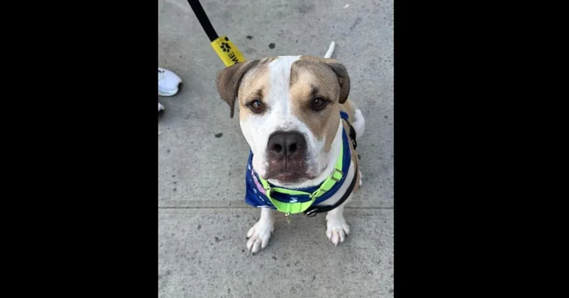 An adult large-sized male White / Cream Mixed Breed dog named Big Foot for adoption in New York, NY