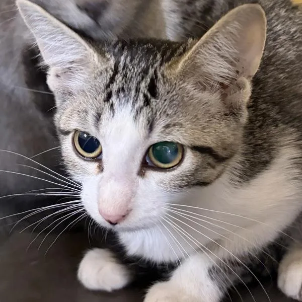 A baby medium-sized female Domestic Short Hair cat named Joie for adoption in Des Moines, IA