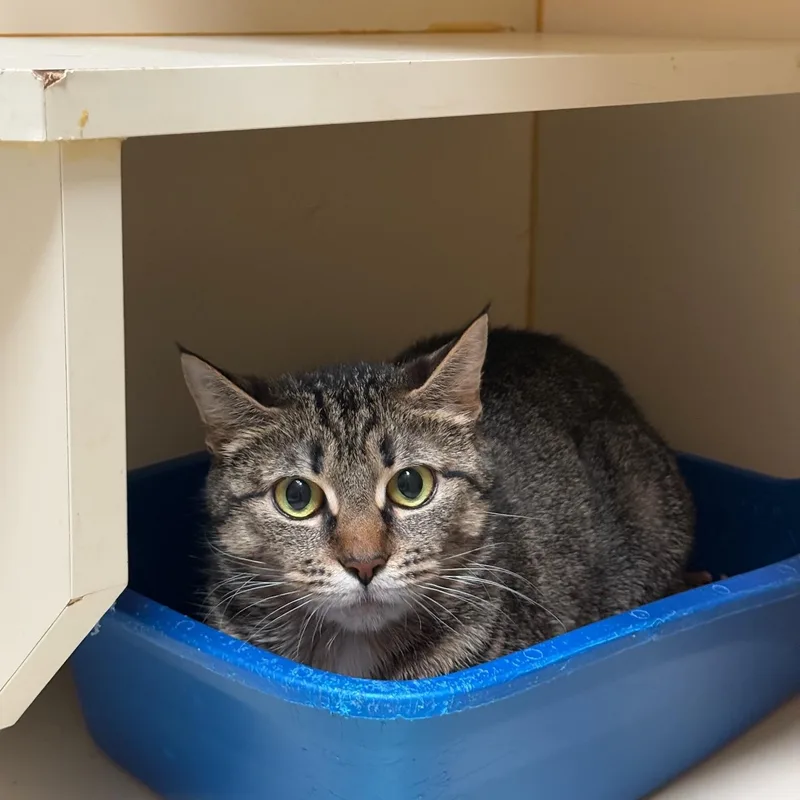 An adult large-sized female Tabby (Leopard / Spotted) Domestic Short Hair cat named Clover for adoption in Kent, WA