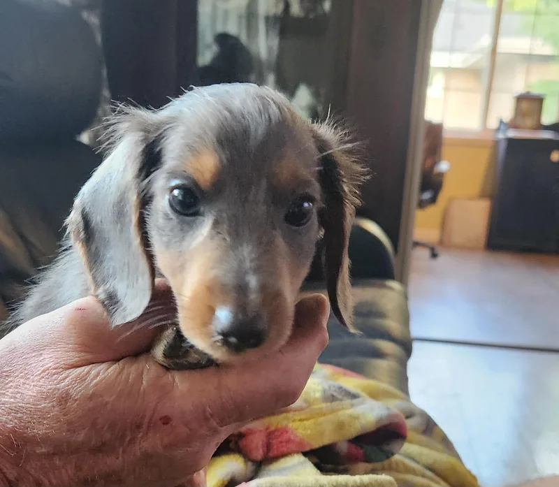 A baby small-sized male Gray / Blue / Silver Dachshund dog named Oscar for adoption in Twin lakes, WI