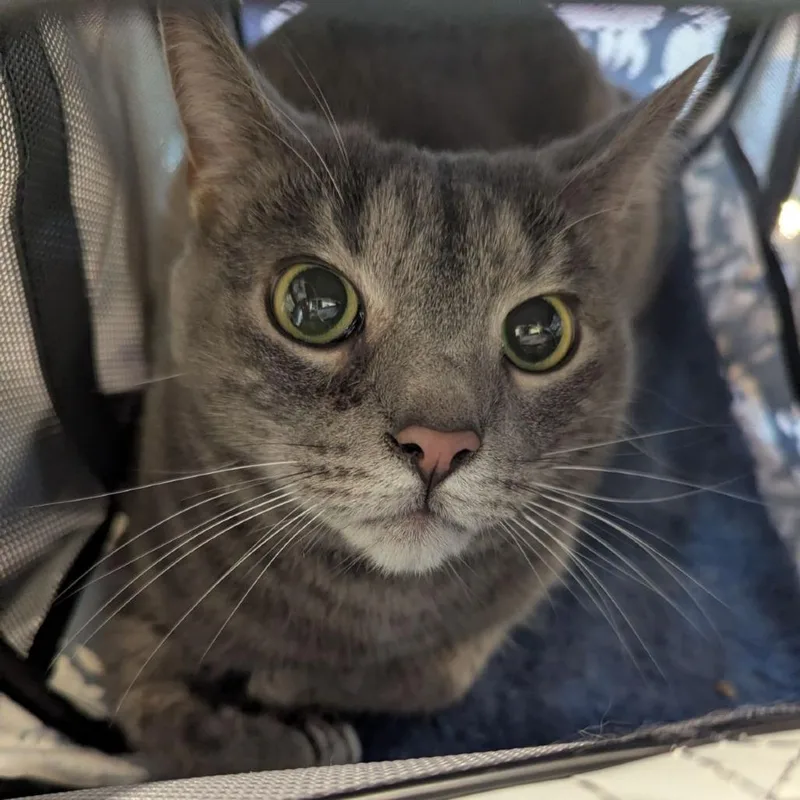 An adult medium-sized male Gray / Blue / Silver Domestic Short Hair cat named Jonathan for adoption in Roanoke, VA