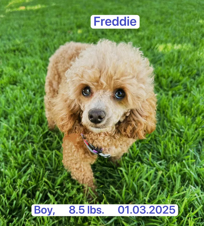 Freddie thumbnail 2