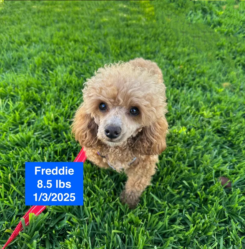 Freddie thumbnail 3