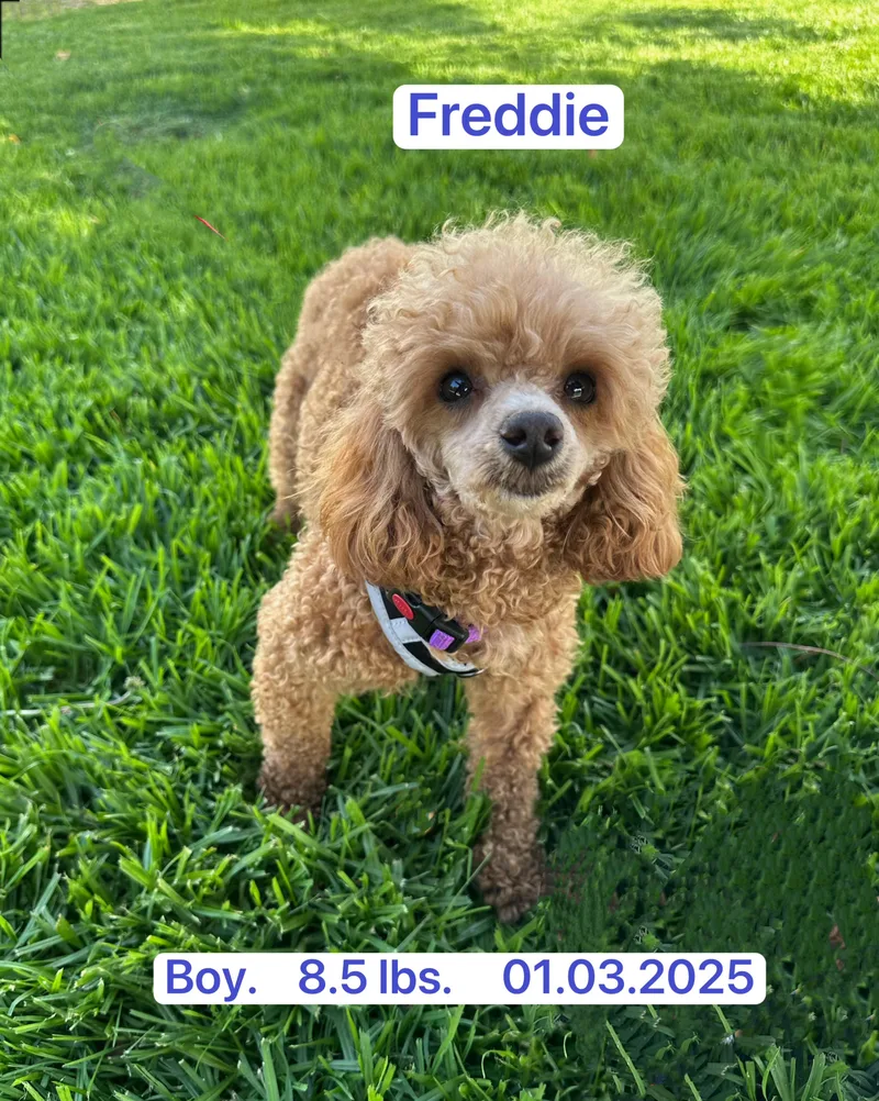 A young small-sized male Apricot / Beige Miniature Poodle dog named Freddie for adoption in Allen, TX