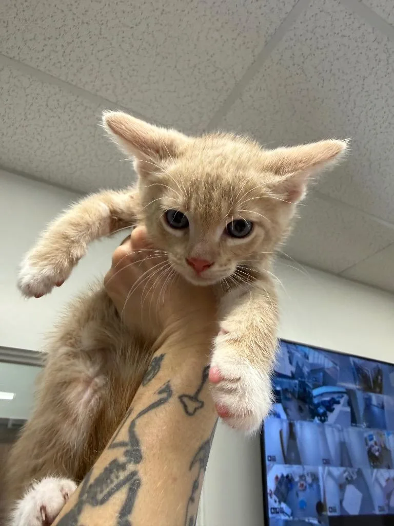A baby small-sized male Domestic Short Hair cat named Thistle for adoption in Thousand Oaks, CA