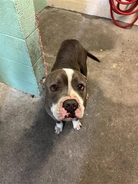 An adult medium-sized male Pit Bull Terrier dog named Kilo for adoption in Sacramento, CA