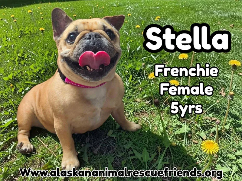 An adult small-sized female French Bulldog dog named Stella for adoption in Anchorage, AK