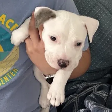 A baby medium-sized male White / Cream American Staffordshire Terrier dog named Bieber for adoption in Midlothian, VA