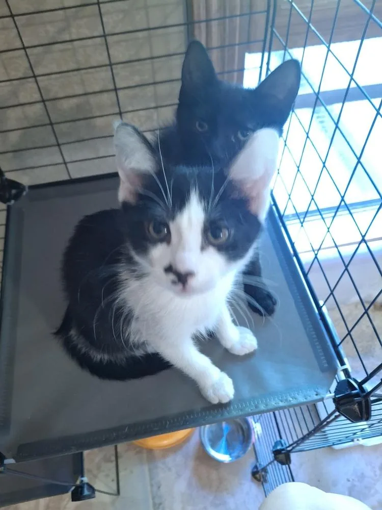 A baby small-sized male Black & White / Tuxedo Domestic Short Hair cat named Tartan G. for adoption in Peoria, IL