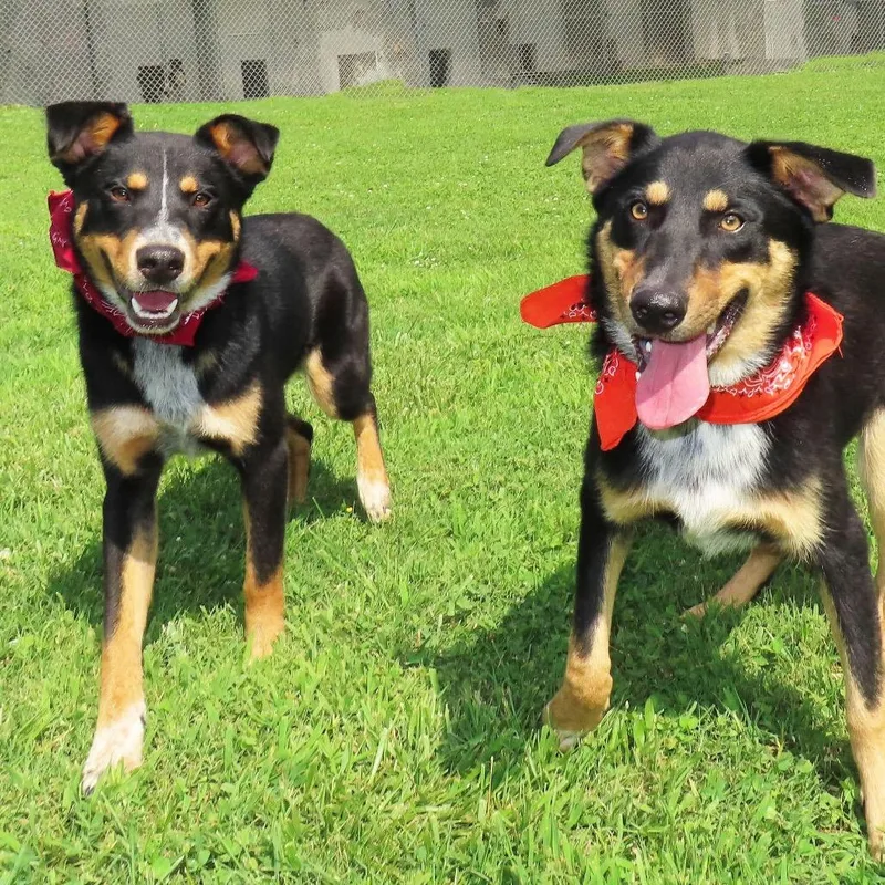 A young medium-sized male Australian Kelpie dog named Lewis for adoption in Wadena, MN