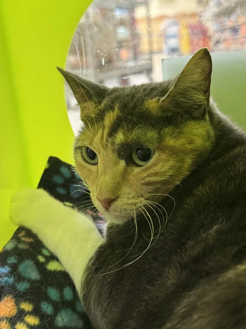 An adult small-sized female Domestic Short Hair cat named Love for adoption in Mission Viejo, CA