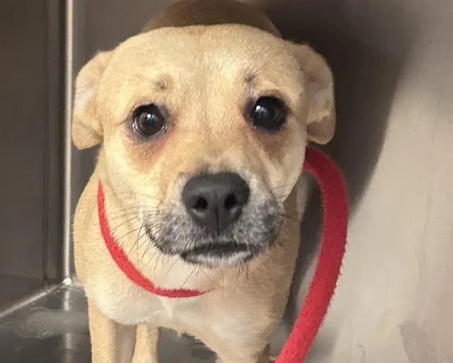 A young medium-sized female German Shepherd Dog dog named Wittle Baby for adoption in Tucson, AZ