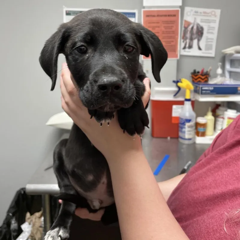 A baby small-sized male Black Mixed Breed dog named Heavy Machinery for adoption in Chattanooga, TN