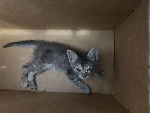 A baby medium-sized female Domestic Short Hair cat named Bonnie for adoption in Dallas, TX