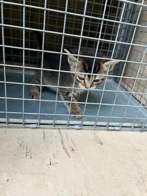 A baby small-sized female Domestic Short Hair cat named Buggy for adoption in Louisville, KY