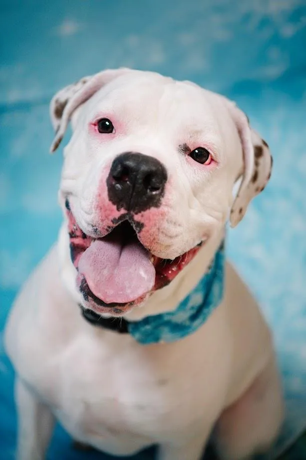 An adult large-sized male American Bulldog dog named Chancellor for adoption in Plover, WI