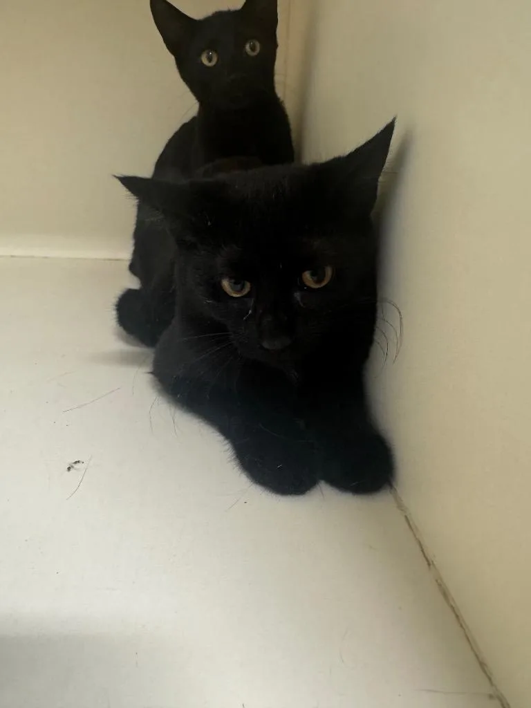 A baby medium-sized female Domestic Short Hair cat named Tartlet for adoption in Bloomington, IN