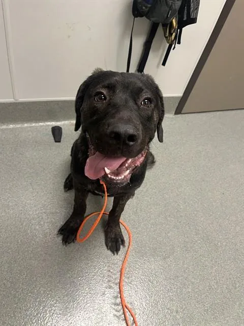 A young large-sized male Cane Corso dog named Wesley for adoption in Ontario, CA