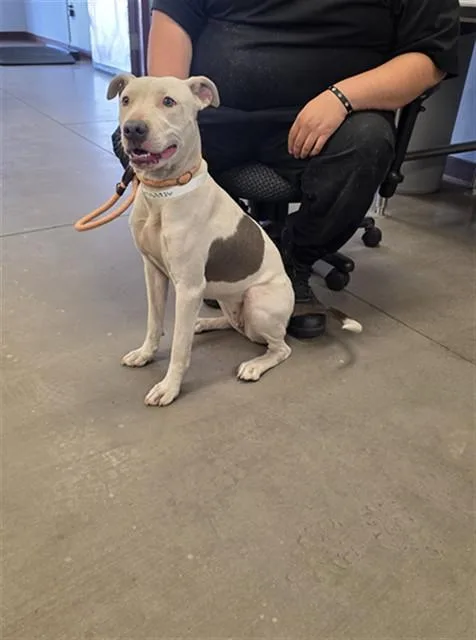 A young large-sized female Catahoula Leopard Dog dog named Gracie for adoption in Phoenix, AZ