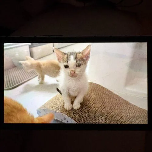 A baby small-sized male Calico Domestic Short Hair cat named Dash for adoption in Tampa, FL