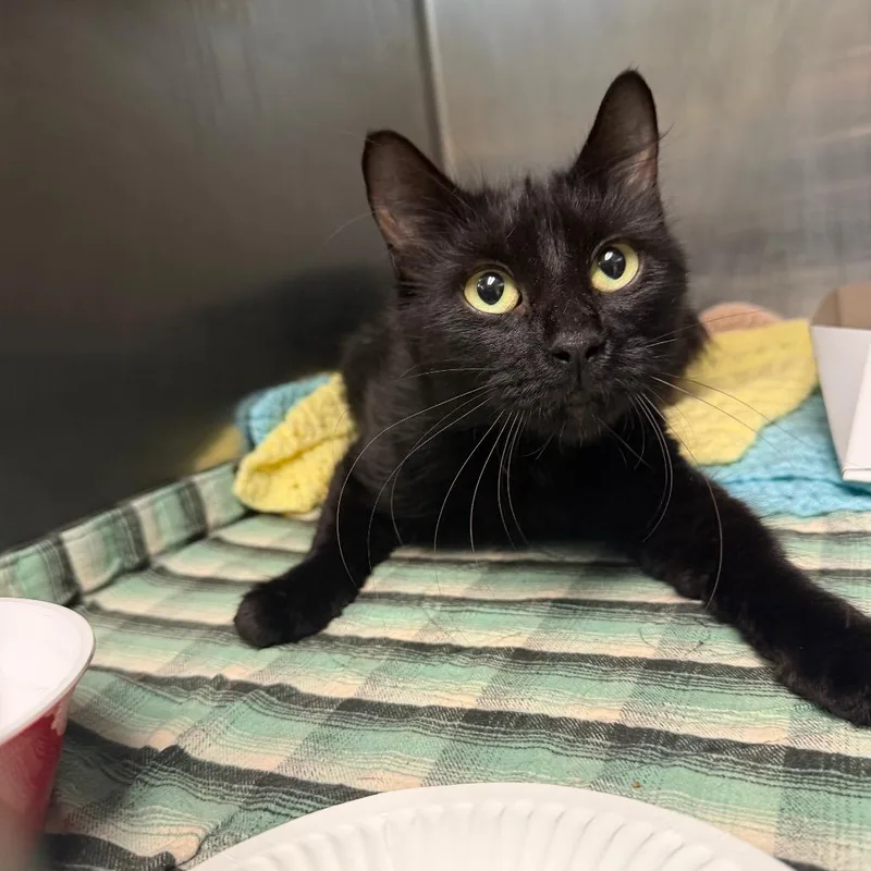 An adult medium-sized female Black Domestic Short Hair cat named Habanero for adoption in Newark, NJ