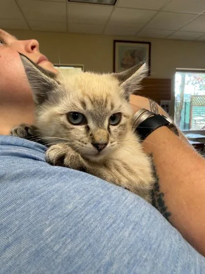 A baby small-sized female Domestic Short Hair cat named Flakes for adoption in Burlington, WA