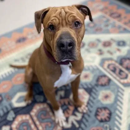 An adult large-sized male Mixed Breed dog named Tucker for adoption in Wheaton, IL