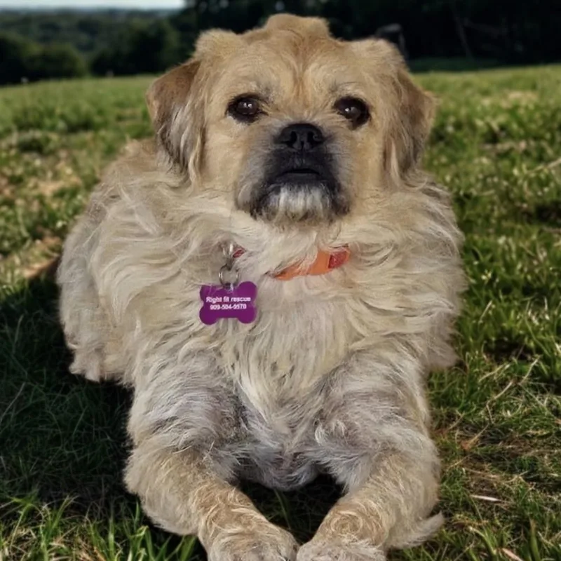An adult small-sized female Brown / Chocolate Pekingese dog named Patches for adoption in Calimesa, CA
