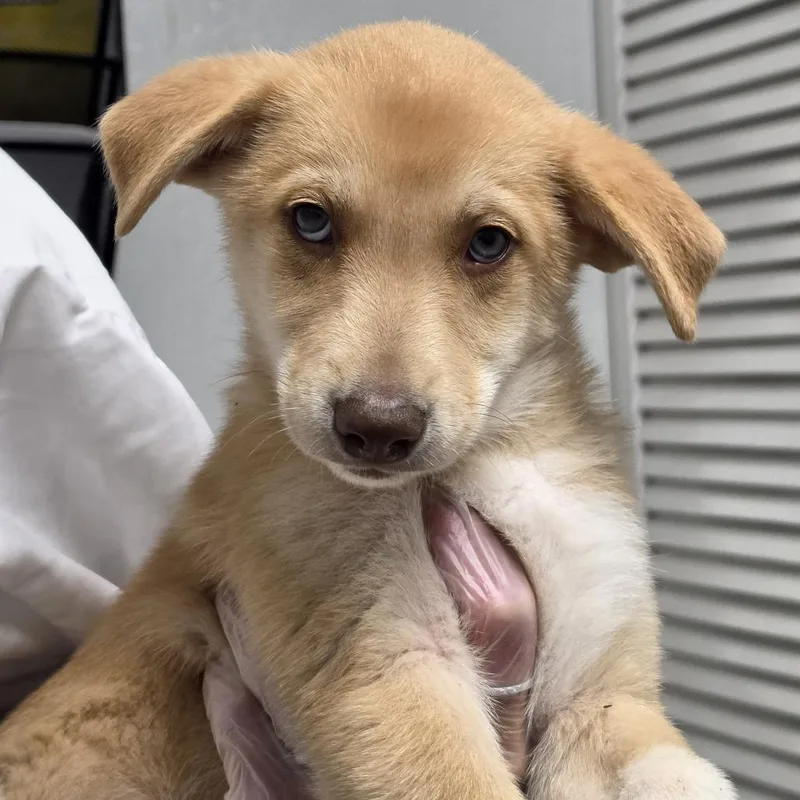 A baby small-sized male Yellow / Tan / Blond / Fawn Mixed Breed dog named Tent for adoption in Troy, IL