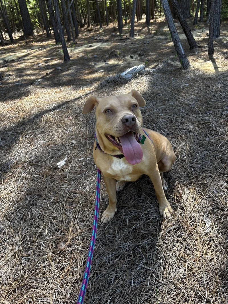 An adult large-sized female Mixed Breed dog named Princess Diana for adoption in Mc Cormick, SC