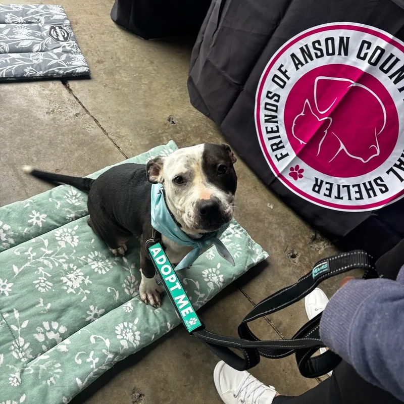 A young medium-sized female Black Pit Bull Terrier dog named Daisy for adoption in POLKTON, NC