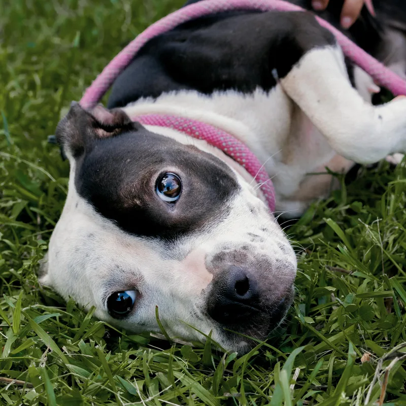 Daisy thumbnail 5