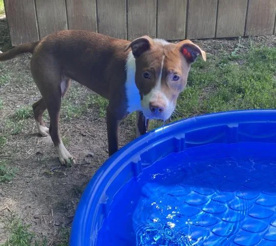A young medium-sized female Pit Bull Terrier dog named Buttercup for adoption in Clinton Township, MI