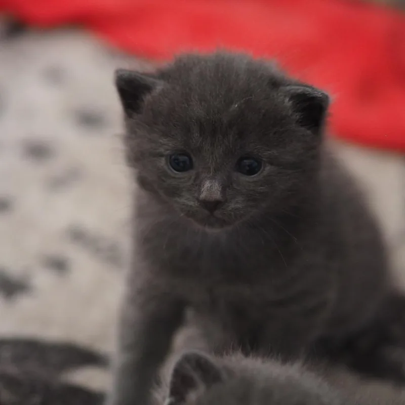 A baby small-sized male Gray / Blue / Silver Domestic Short Hair cat named Baby Spinach for adoption in Brockton, MA