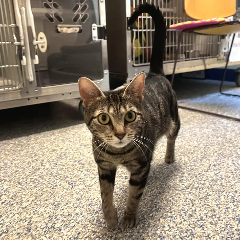An adult medium-sized female Brown / Chocolate Domestic Short Hair cat named Sadie for adoption in Port Townsend, WA