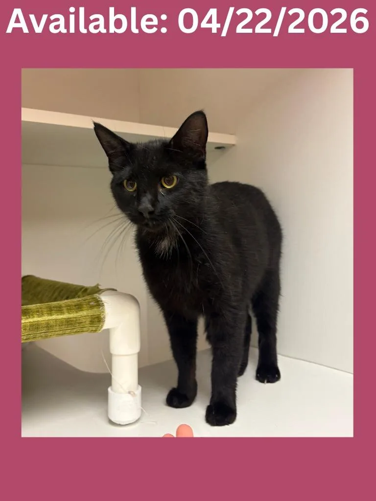 A young medium-sized female Domestic Short Hair cat named Cat Condo for adoption in Greenville, TX