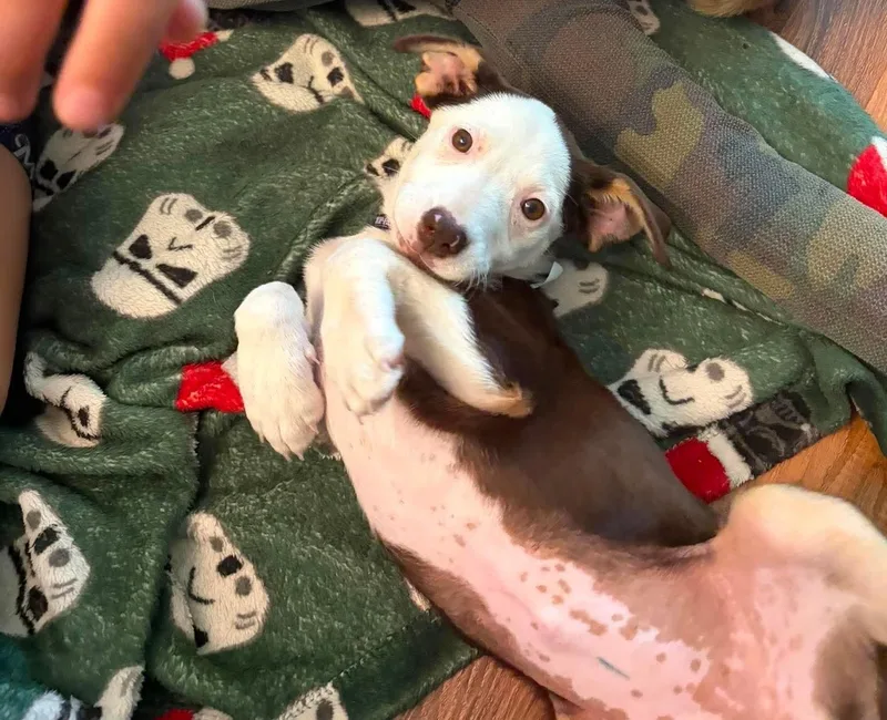 A baby medium-sized female Mixed Breed dog named River for adoption in De Pere, WI